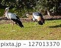 Crowned Crane against the background of a common stork 127013370
