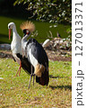 Crowned Crane against the background of a common stork 127013371
