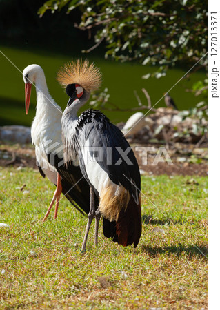 Crowned Crane against the background of a common stork Crowned Crane against the background of a common stork 127013371