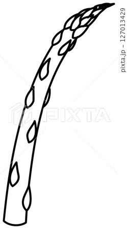 シンプルですっきりしたアスパラガスの線画 127013429