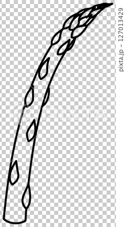 シンプルですっきりしたアスパラガスの線画 127013429