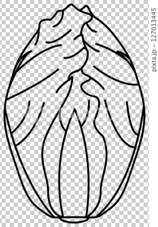 大白菜簡筆畫 127013445