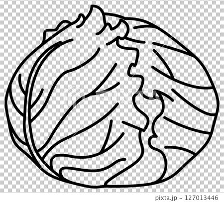 Simple and clean line drawing of cabbage 127013446