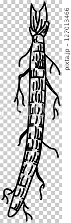 牛蒡簡筆畫 牛蒡簡筆畫 127013466