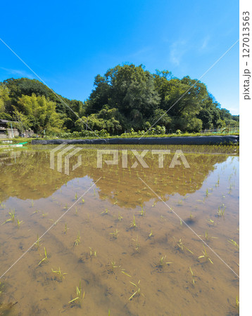 田植え直後の水田 127013563
