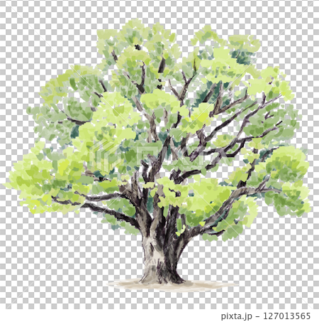 大きな木の水彩風ベクターイラスト 127013565