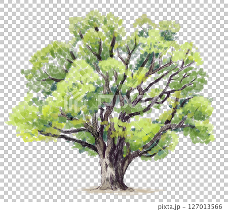 Watercolor illustration of a big tree 127013566