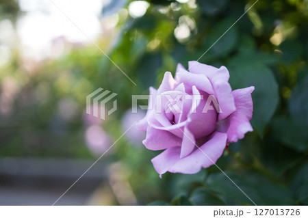 早朝に観た2025年春バラ 127013726