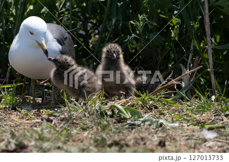 三羽の雛を連れたウミネコ 127013733