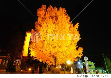 熊野大社　大銀杏　紅葉　黄葉　ライトアップ　南陽市 127013739