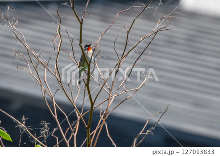 ノゴマ ノゴマ 127013833