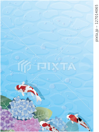 夏の梅雨の紫陽花風景 127014065