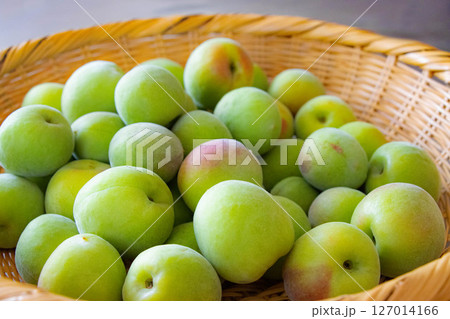 収穫した大きな梅の実　べにさし 127014166