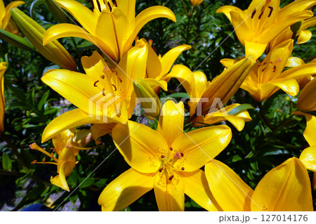 可睡ゆりの園　袋井市 127014176