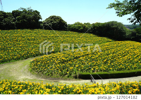 可睡ゆりの園 袋井市 可睡ゆりの園 袋井市 127014182
