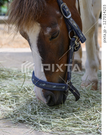 乾草を食べるウマの頭部 127014203