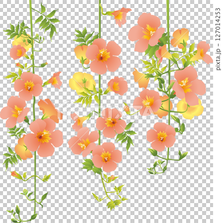 ノウゼンカズラのイラスト 127014253