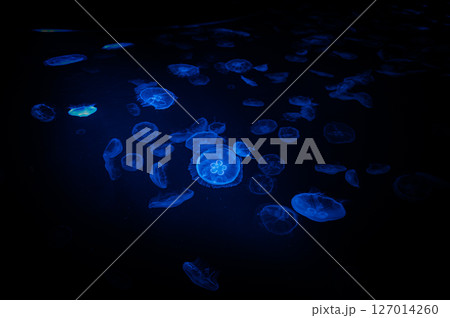 青く光る水クラゲ 127014260