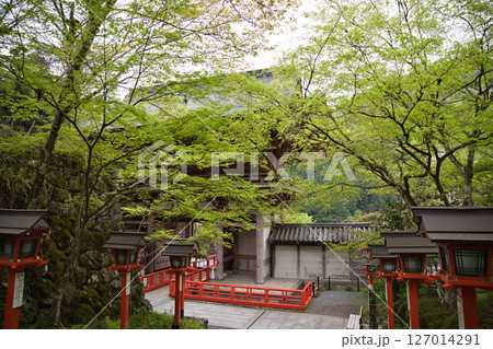 鞍馬寺 静けさに包まれる参道と青もみじ3 鞍馬寺 静けさに包まれる参道と青もみじ3 127014291