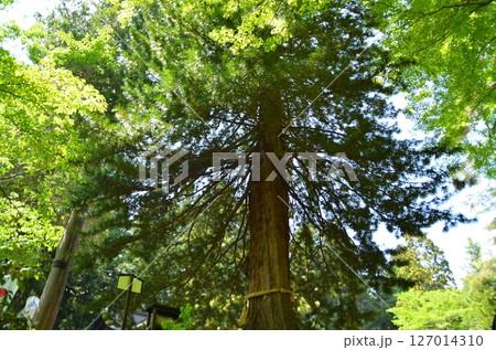福島県猪苗代町字見禰山の會津守護神 土津(はにつ)神社 福島県猪苗代町字見禰山の會津守護神 土津(はにつ)神社 127014310