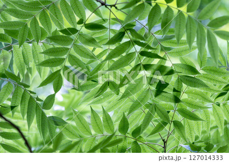 光に透ける木の葉っぱ 127014333