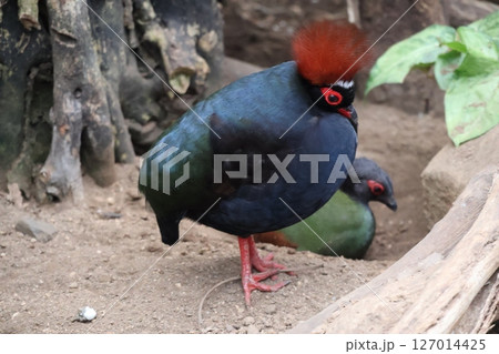 カンムリシャコのいる動物園の風景 カンムリシャコのいる動物園の風景 127014425
