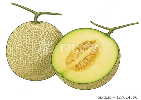 半分にカットされたメロン 127014550