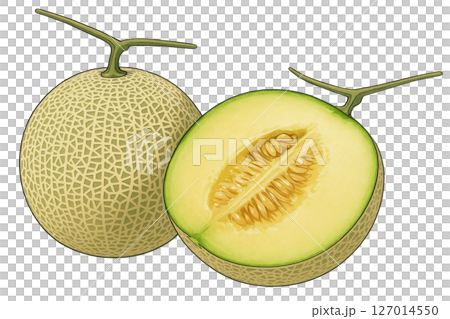 半分にカットされたメロン 127014550