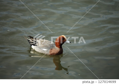 荒尾市　港　野鳥、 127014699