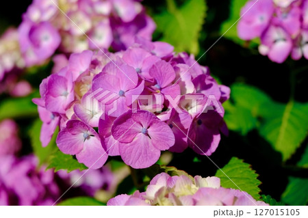 鮮やかなピンク紫色のアジサイの花 アップ 鮮やかなピンク紫色のアジサイの花 アップ 127015105