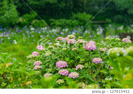 松戸市 雨の本土寺と満開の紫陽花 松戸市 雨の本土寺と満開の紫陽花 127015452