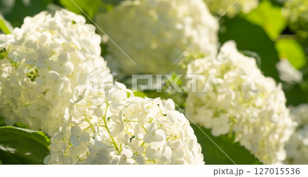 白い紫陽花のイメージ　(写真素材) 127015536
