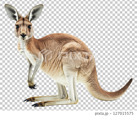 Kangaroo animal isolated on white background png transparent clipart. 127015575