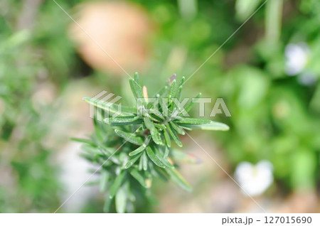 rosemary, rosemary plant or Salvia rosmarinus Spenn or Rosmarinus officinalis L or Lamiaceae rosemary, rosemary plant or Salvia rosmarinus Spenn or Rosmarinus officinalis L or Lamiaceae 127015690