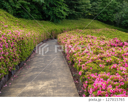 さつきの花が咲き誇る通路 127015765