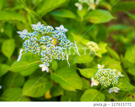 咲きかけの青いガクアジサイ 咲きかけの青いガクアジサイ 127015772