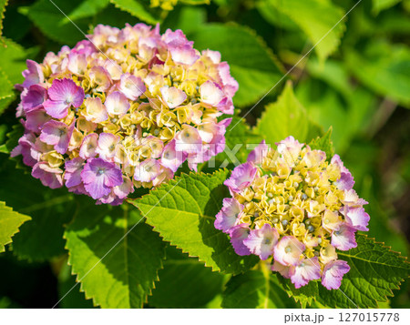 ピンク色の二つの紫陽花 127015778