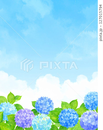 紫陽花　青空　梅雨明け 127015794