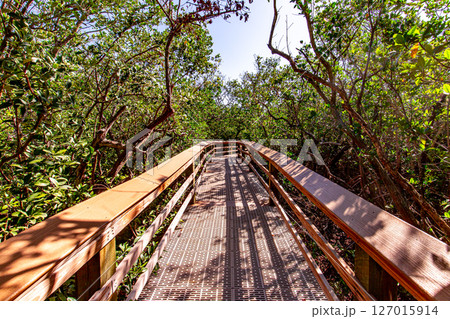 Wooden bridge in the mangrove, Sarasota, Florida Wooden bridge in the mangrove, Sarasota, Florida 127015914