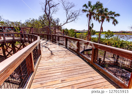 Wooden bridge in the mangrove, Sarasota, Florida 127015915