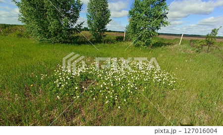 Lush Meadow Landscape with Wildflowers and Distant Trees Under a Bright Sky, Summer Scene. 127016004