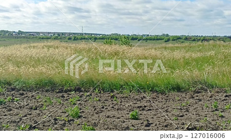 Rural landscape with golden wheat field and plowed land under a cloudy sky, summer season. 127016006