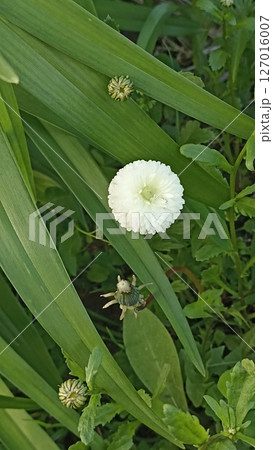 Delicate White Pompon Flower Amidst Verdant Foliage in a Serene Garden Setting, Close-Up View 127016007