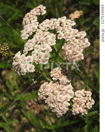 満開のキク科の多年草「セイヨウノコギリソウ」 127016084