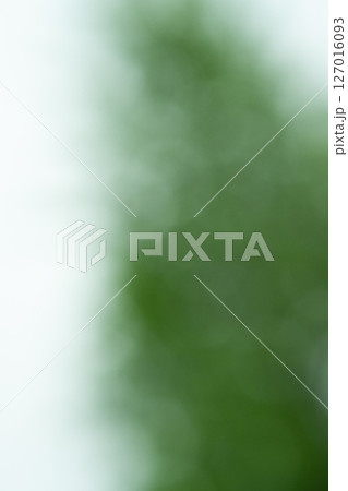 針葉樹の背景イメージ　(写真素材) 127016093
