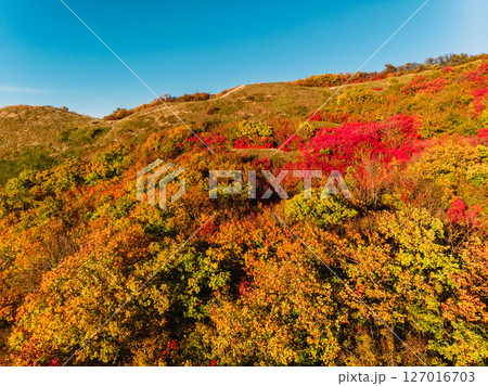 Mountain with autumn seasonal forest and trees with yellow or red foliage Mountain with autumn seasonal forest and trees with yellow or red foliage 127016703