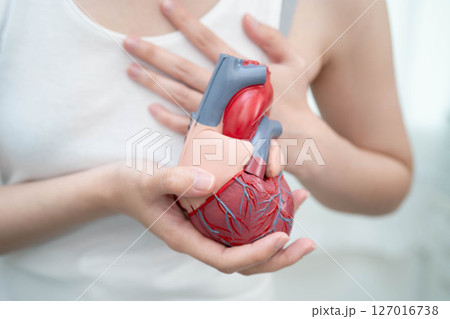 Cardiovascular disease CVD, Asian woman with heart human anatomy model. 127016738