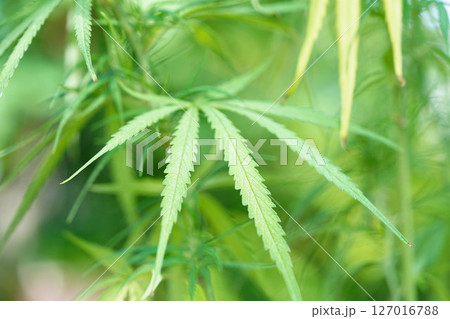 Cannabis, marijuana or marihuana leaf, cbd, thc used as drug, intoxicant, or alternative medicine. Cannabis, marijuana or marihuana leaf, cbd, thc used as drug, intoxicant, or alternative medicine. 127016788