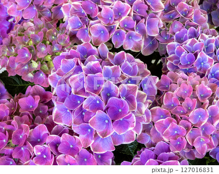 形原温泉アジサイの里の景色 形原温泉アジサイの里の景色 127016831