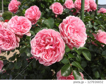 ピンク色のバラの花:品種=レオナルドダビンチ ピンク色のバラの花:品種=レオナルドダビンチ 127016832